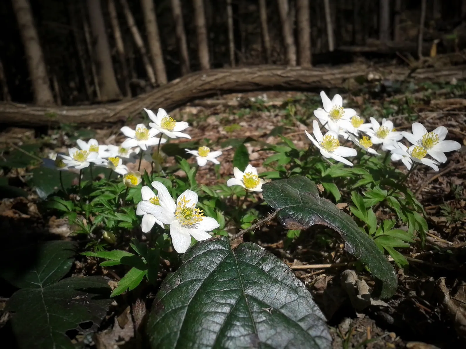 Wood Anemone (Anemone Nemorosa) — thus planning companion plantings that will sustain visual interest through the summer and fall is prudent; this, image 153