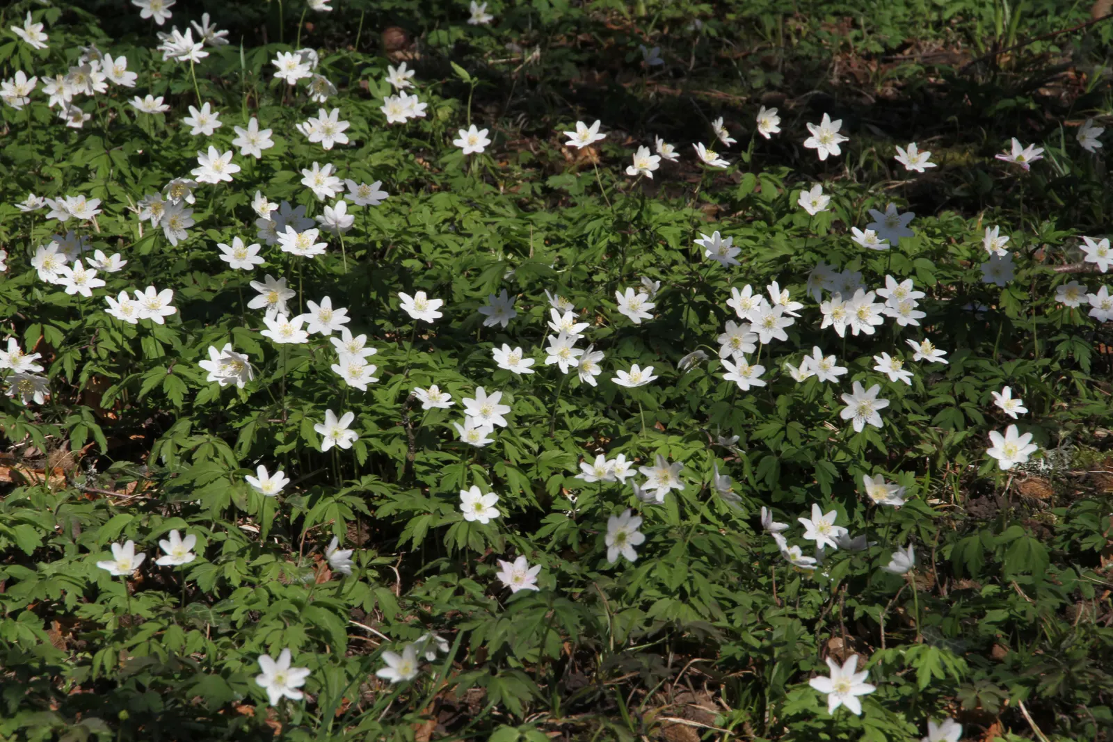Wood Anemone (Anemone Nemorosa) — The plant exhibits deeply lobed leaves that create a lush, green carpet; part of the Ranunculaceae family, image 139
