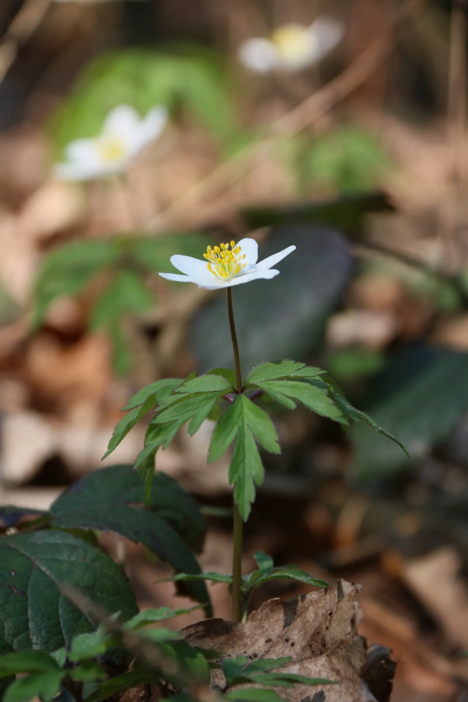 Wood Anemone (Anemone Nemorosa) — retreating underground until the following spring; the plant will go dormant, image 74