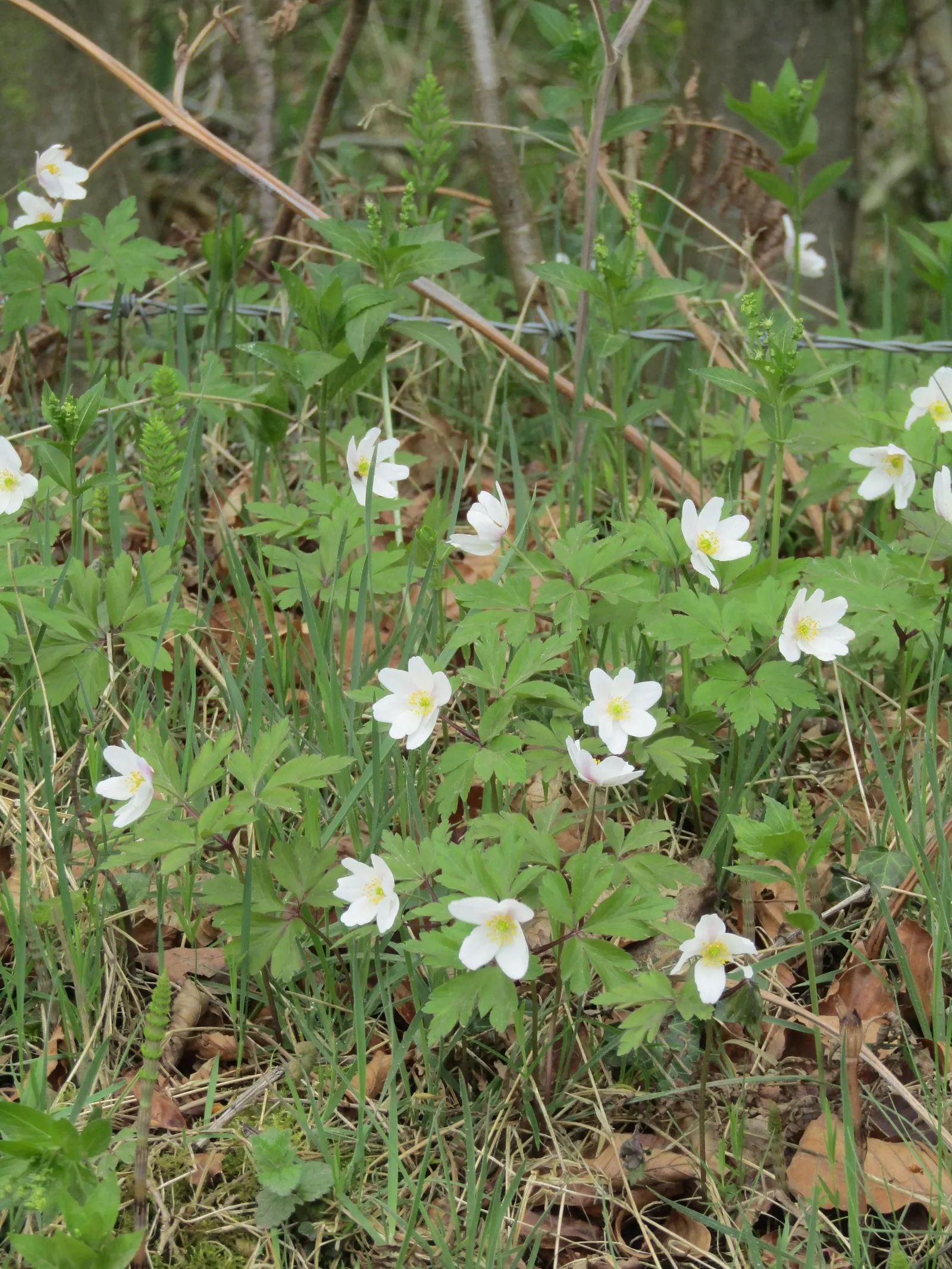 Wood Anemone (Anemone Nemorosa) — In early spring, its delicate white flowers, which may have a slight pink tint, typically span 1 inch across, image 107