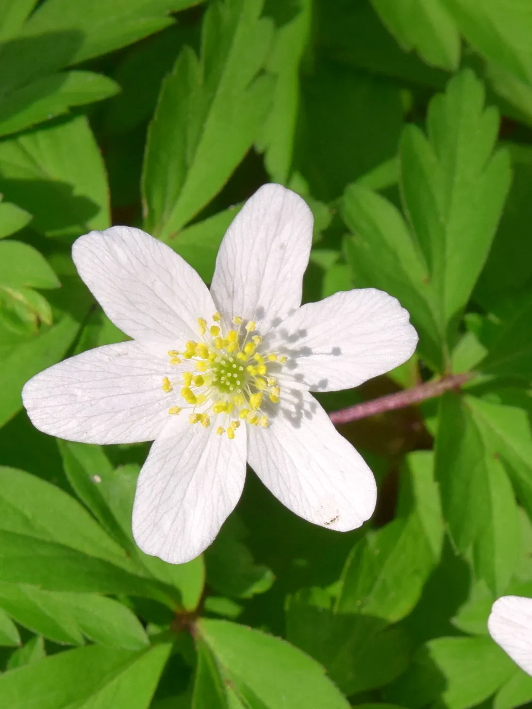 Wood Anemone (Anemone Nemorosa) — This perennial grows to about 4-8 inches in height, spreading via rhizomes to form a carpet of foliage