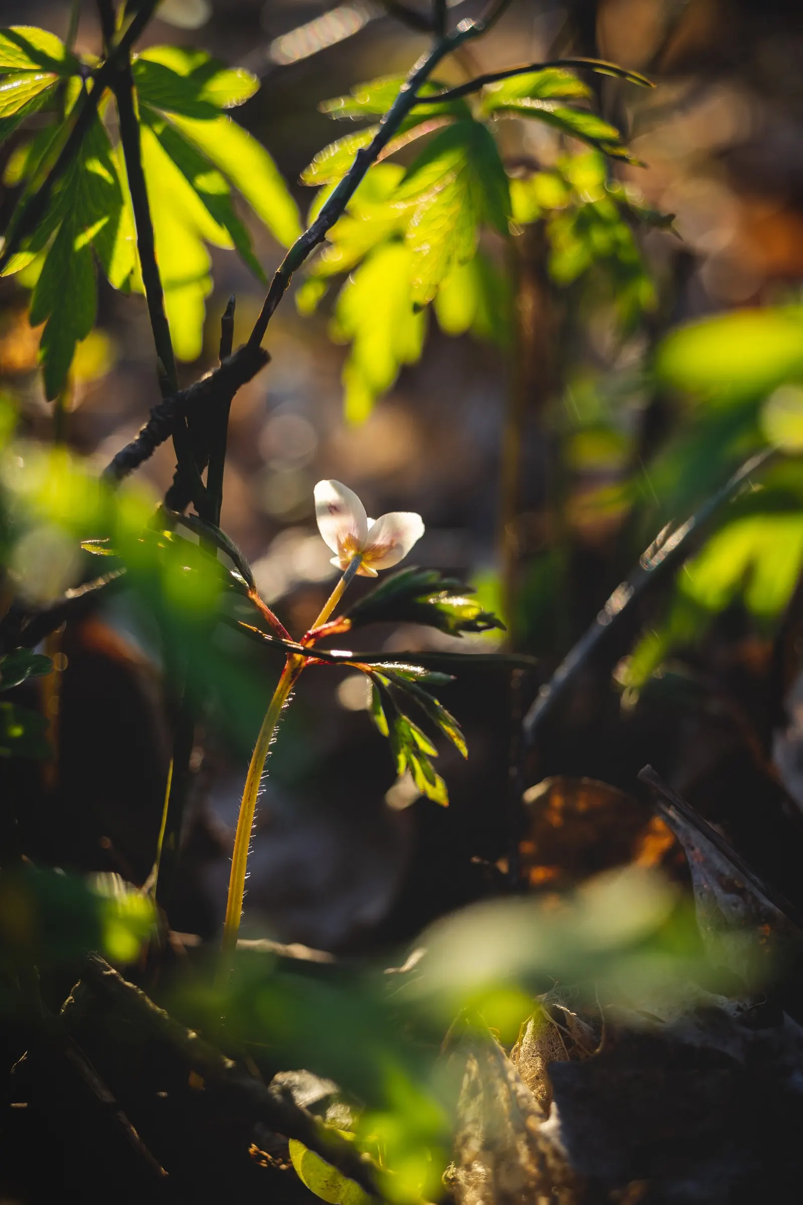 Wood Anemone (Anemone Nemorosa) — expect a flush of starry blooms