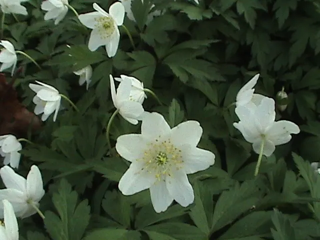Wood Anemone (Anemone Nemorosa) — Anemone nemorosa requires well-draining