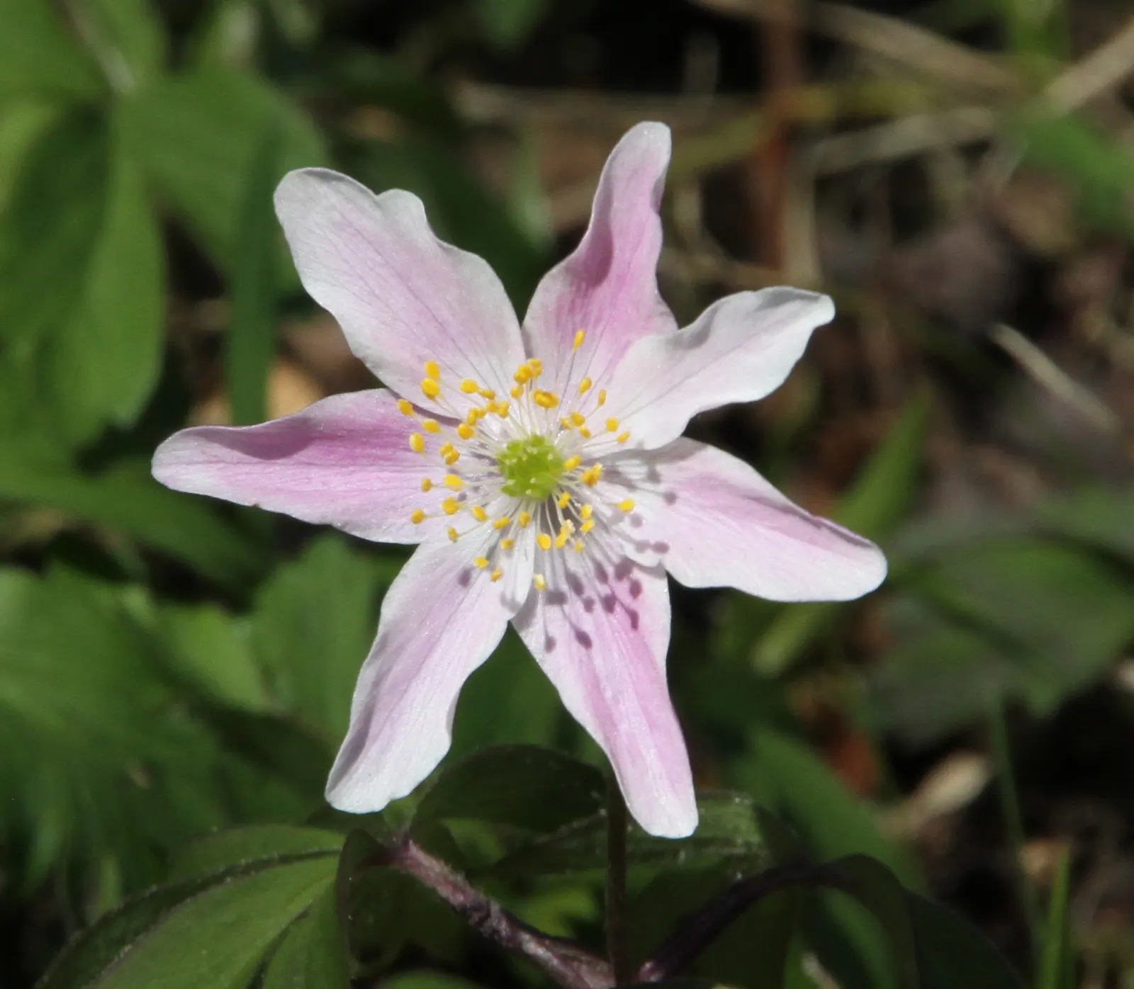 Wood Anemone (Anemone Nemorosa) — the plant will go dormant; anemone nemorosa requires well-draining, image 151