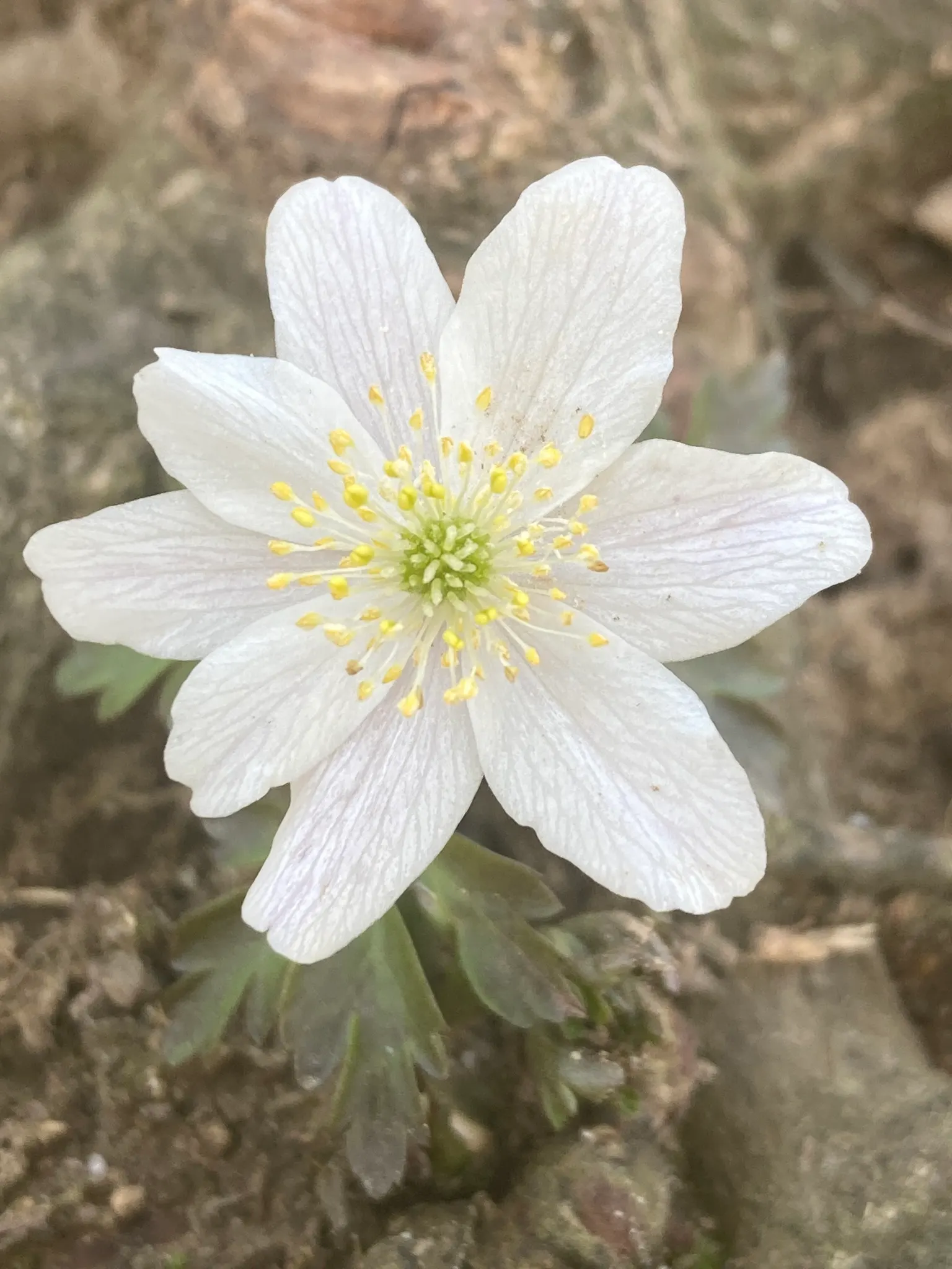 Wood Anemone (Anemone Nemorosa) — humus-rich soil that emulates the leaf-litter found in its natural forest floor habitat; blue and pink and white, image 93