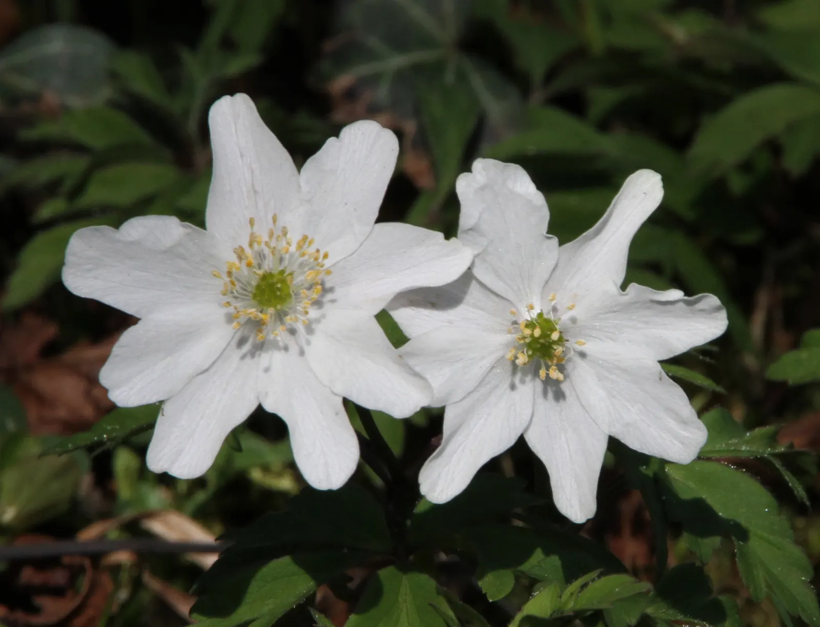 Wood Anemone (Anemone Nemorosa) — each presenting with six to seven white petals; retreating underground until the following spring