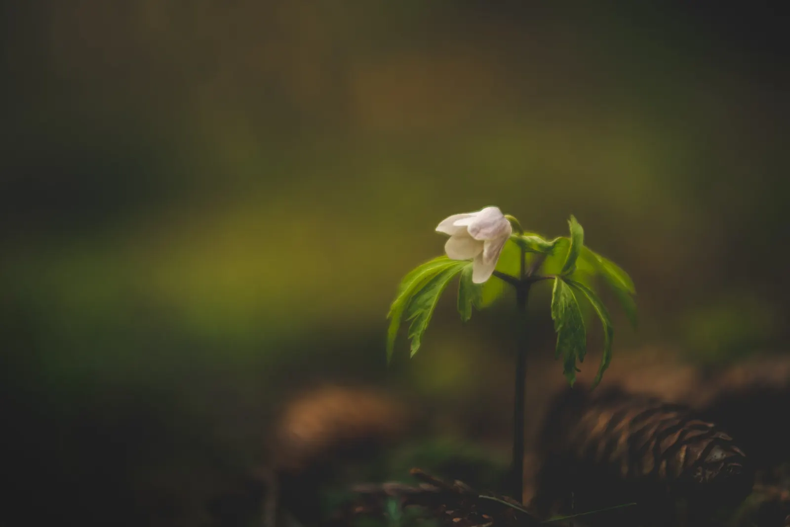 Wood Anemone (Anemone Nemorosa) — This perennial grows to about 4-8 inches in height, spreading via rhizomes to form a carpet of foliage; each, image 54