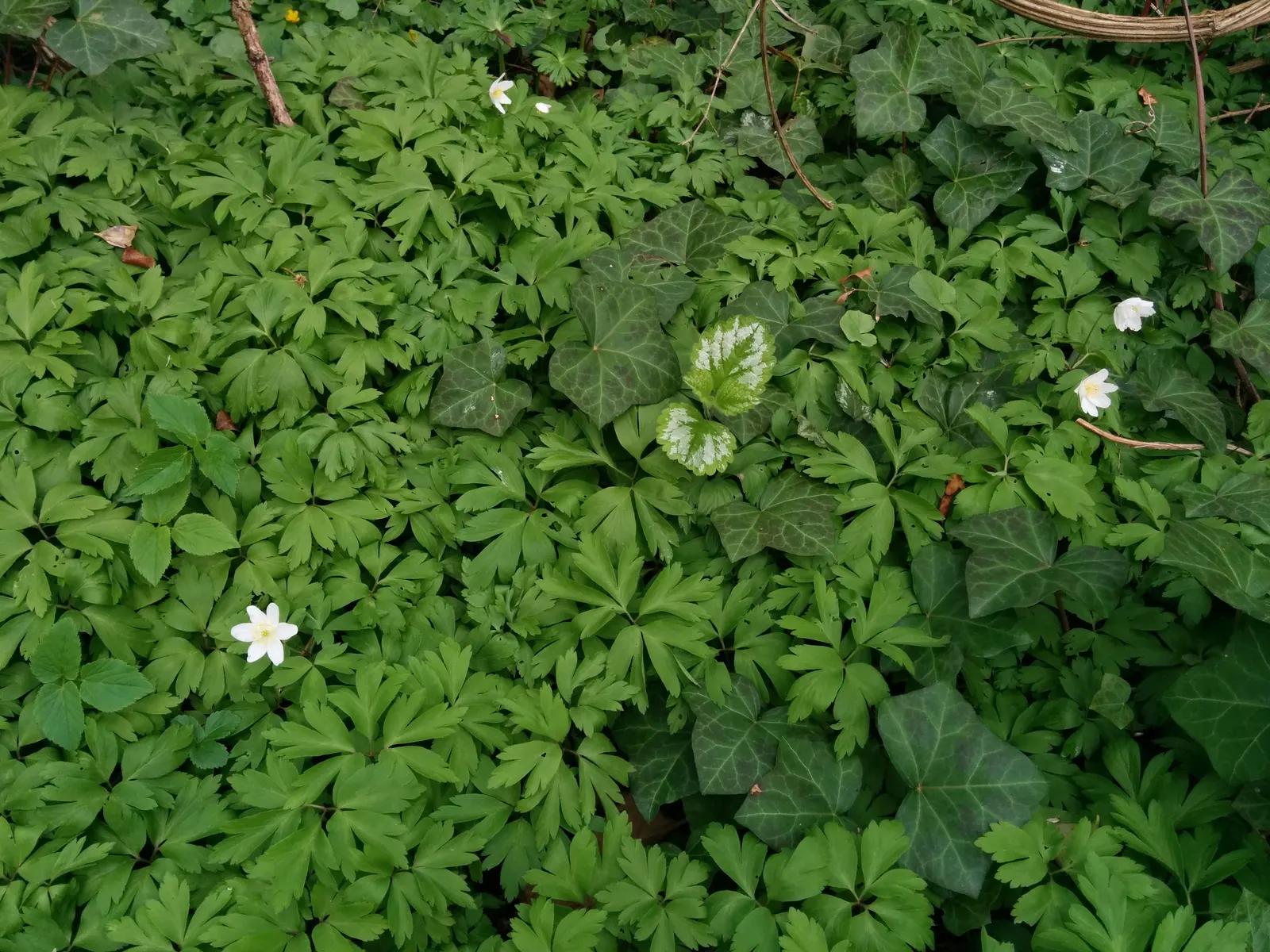 Wood Anemone (Anemone Nemorosa) — Anemone nemorosa requires well-draining; adequate moisture is essential during growth periods, image 144