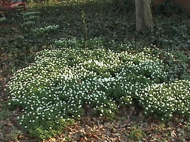 Wood Anemone (Anemone Nemorosa) — each presenting with six to seven white petals; retreating underground until the following spring, image 115
