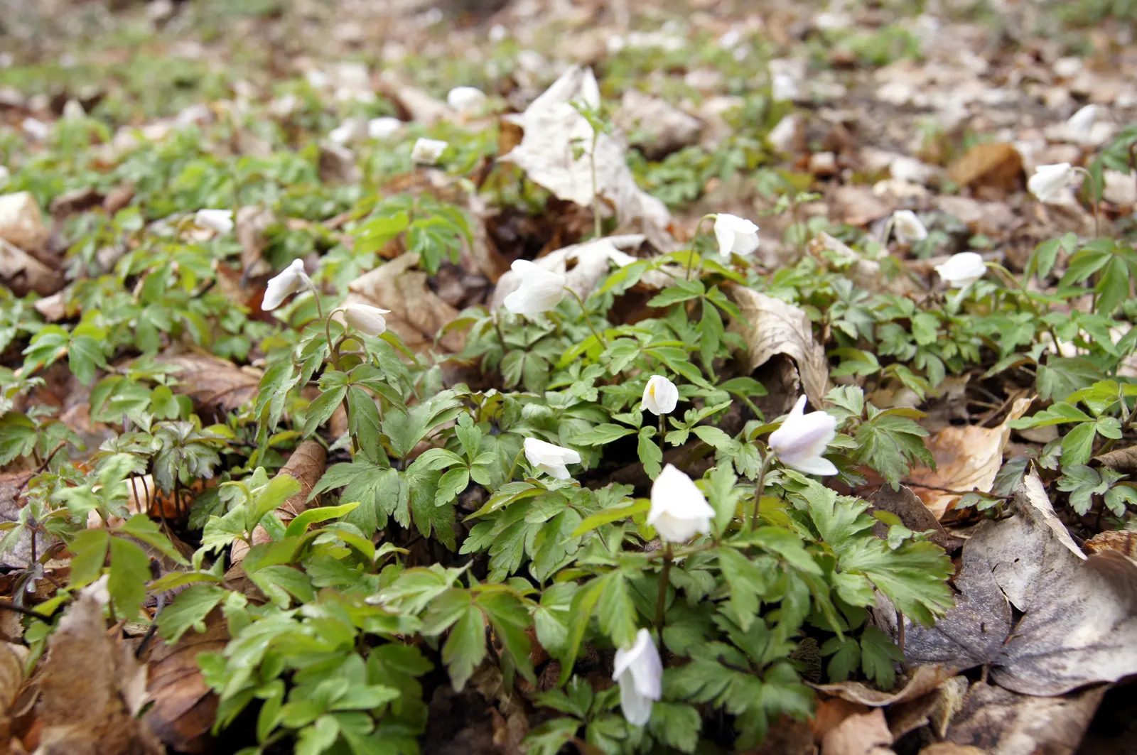 Wood Anemone (Anemone Nemorosa) — consider their ability to naturalize over time; forming impressive drifts, image 122