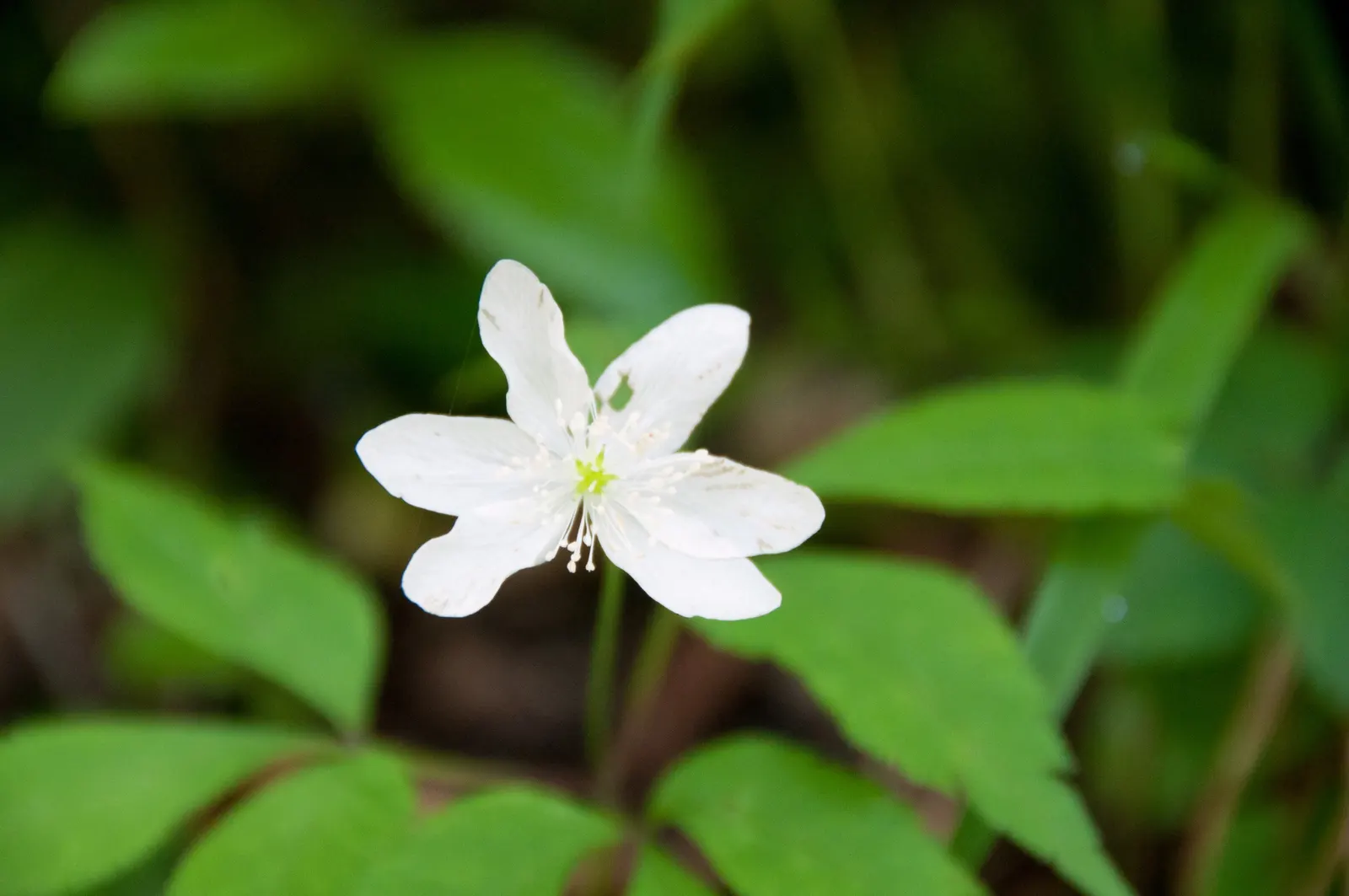 Wood Anemone (Anemone Nemorosa) — often with a hint of blue or pink on the reverse; in early spring, its delicate white flowers, which may have a slight pink