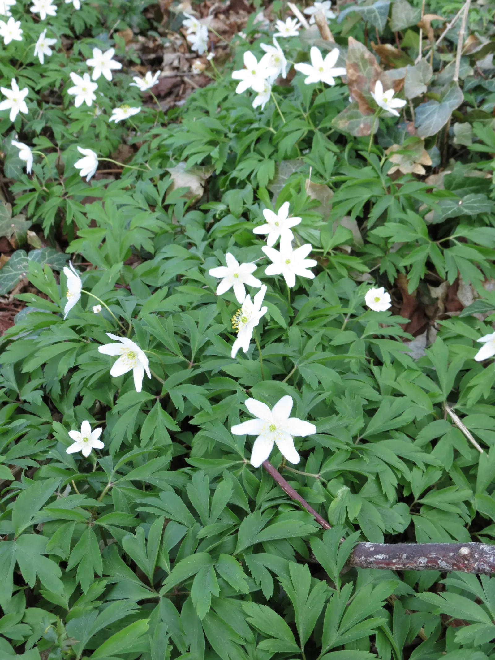 Wood Anemone (Anemone Nemorosa) — Adequate moisture is essential during growth periods; often with a hint of blue or pink on the reverse, image 121