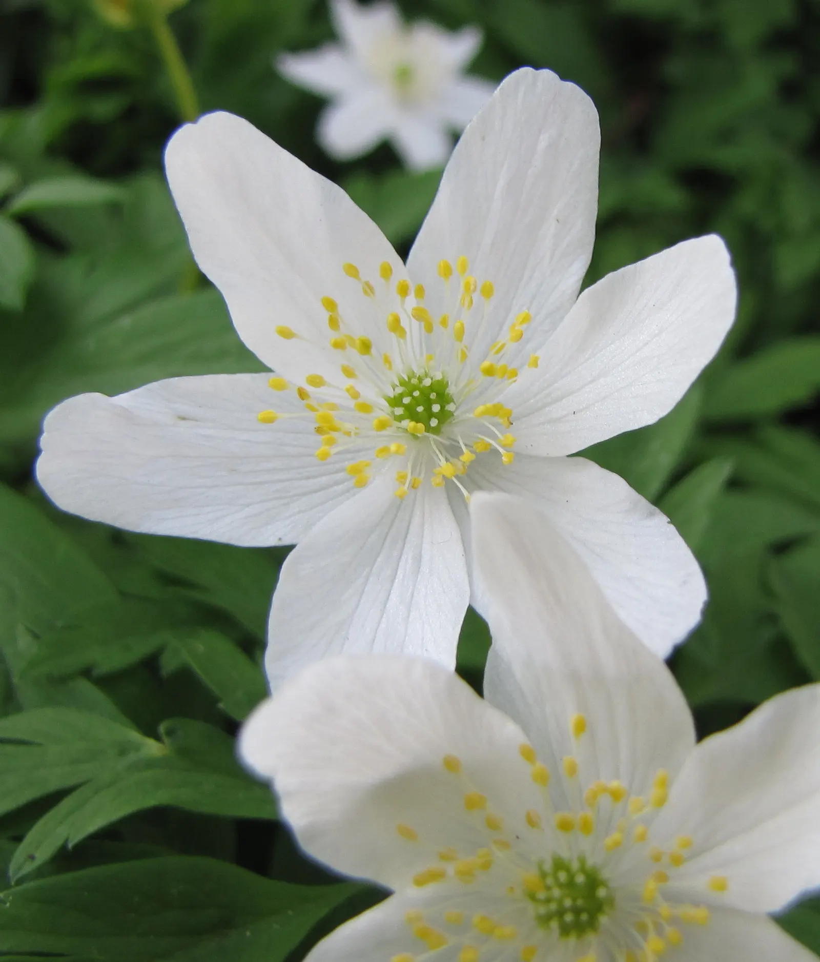 Wood Anemone (Anemone Nemorosa) — thus planning companion plantings that will sustain visual interest through the summer and fall is prudent