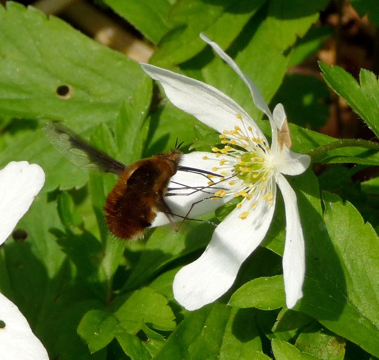 Wood Anemone (Anemone Nemorosa) — often with a hint of blue or pink on the reverse; in early spring, its delicate white flowers, which may have a, image 168