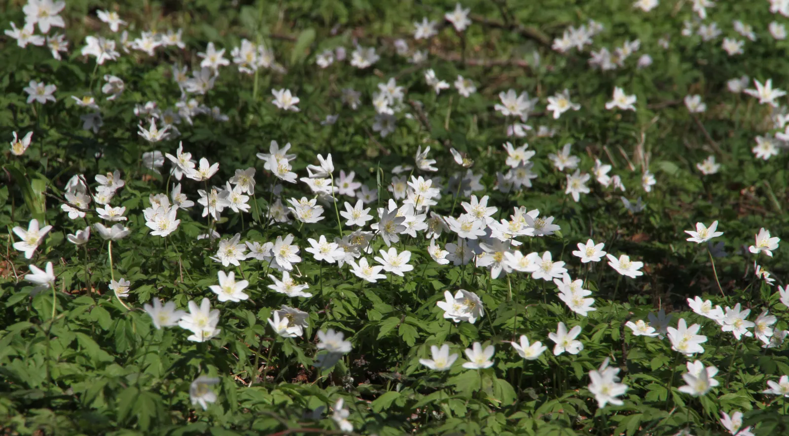 Wood Anemone (Anemone Nemorosa) — retreating underground until the following spring; the plant will go dormant, image 126