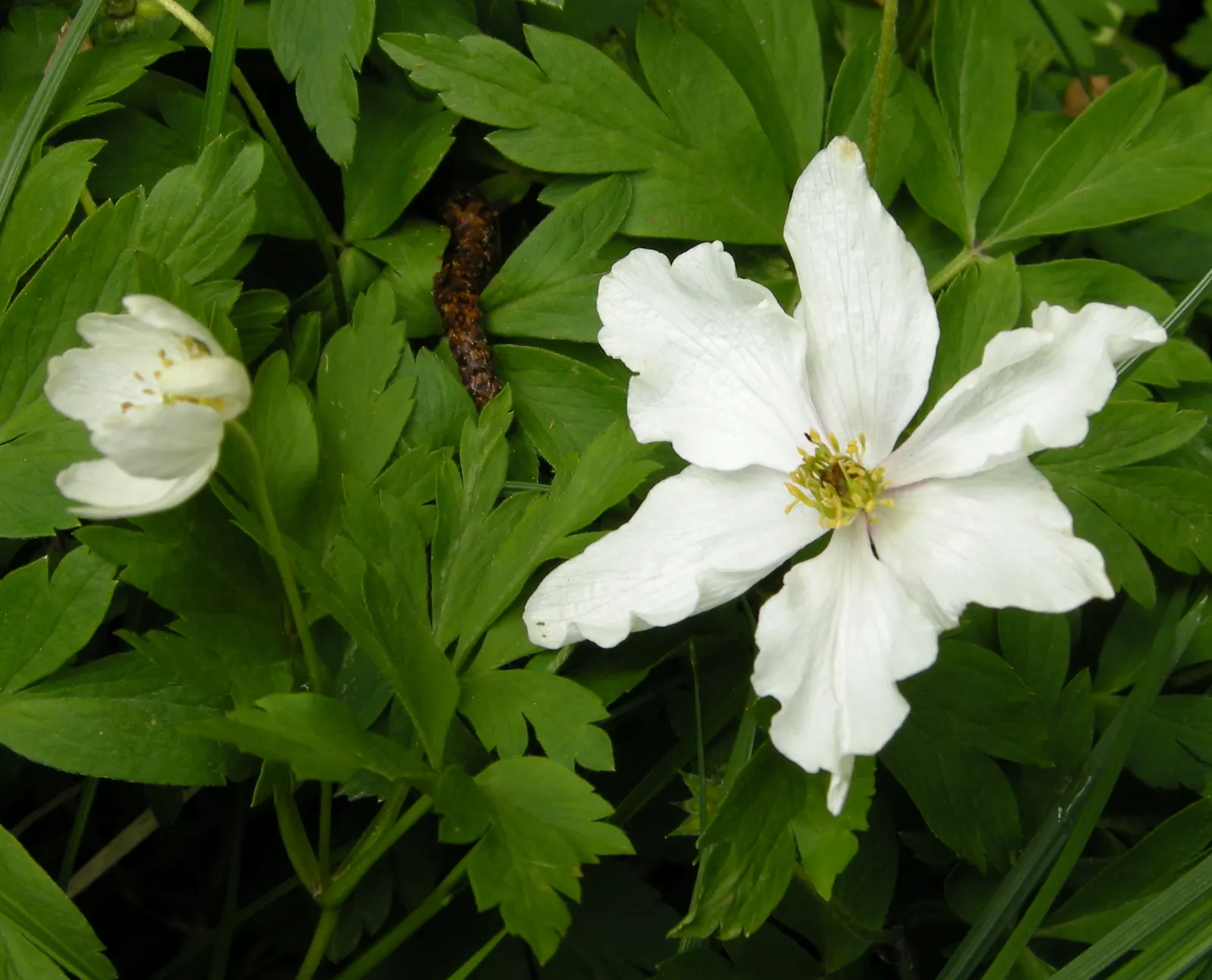 Wood Anemone (Anemone Nemorosa) — The Wood Anemone, or Anemone nemorosa, thrives in deciduous woodland settings