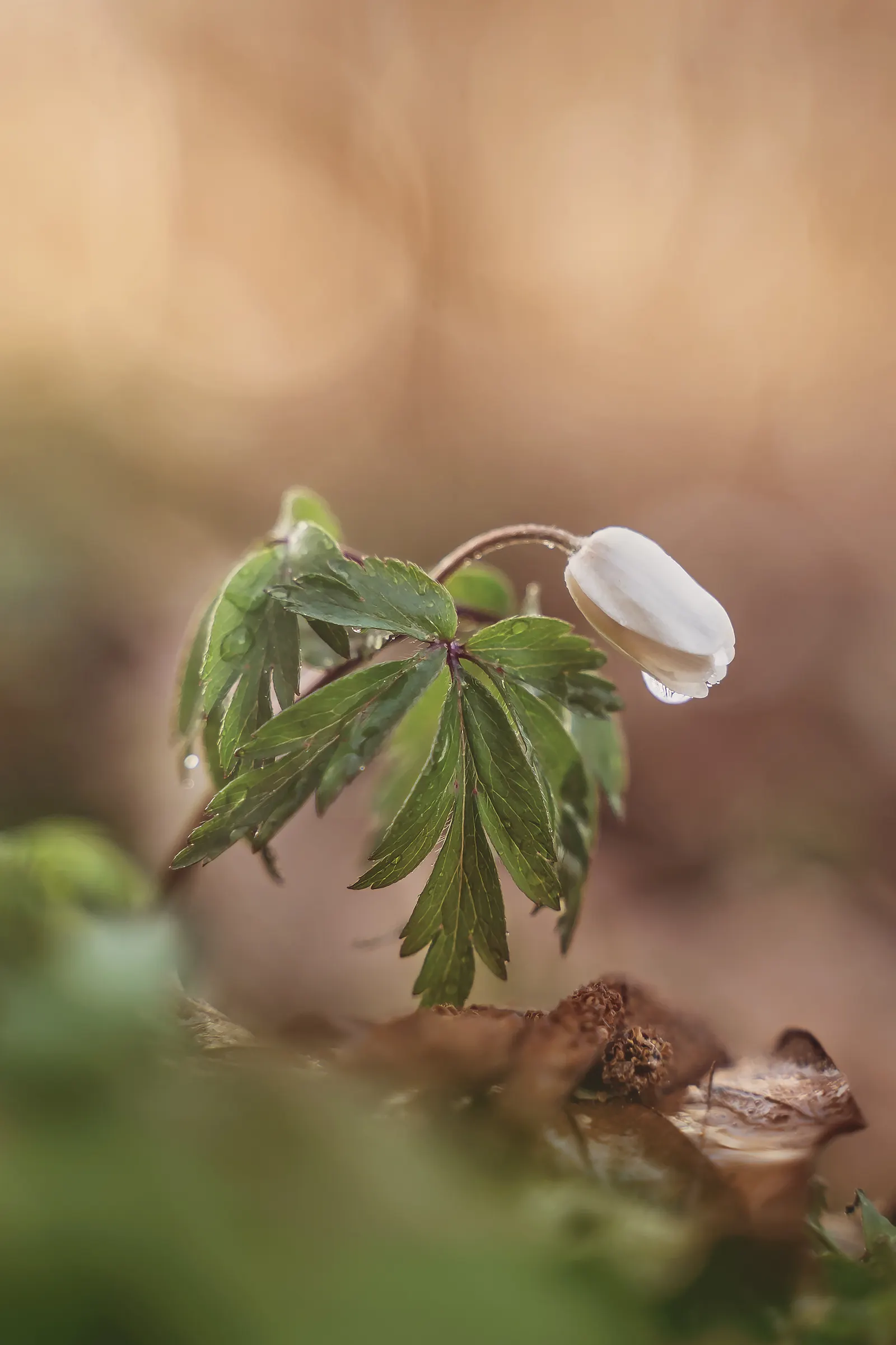 Wood Anemone (Anemone Nemorosa) — thus planning companion plantings that will sustain visual interest through the summer and fall is prudent; this, image 75