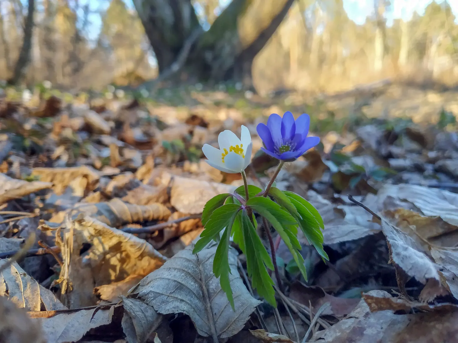 Wood Anemone (Anemone Nemorosa) — blue and pink and white flowers in the garden