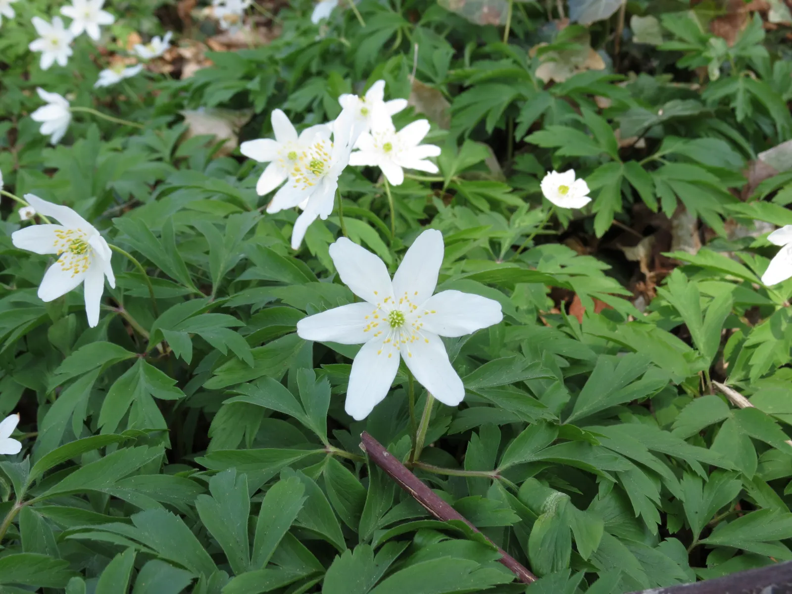 Wood Anemone (Anemone Nemorosa) — expect a flush of starry blooms; humus-rich soil that emulates the leaf-litter found in its natural forest floor, image 114