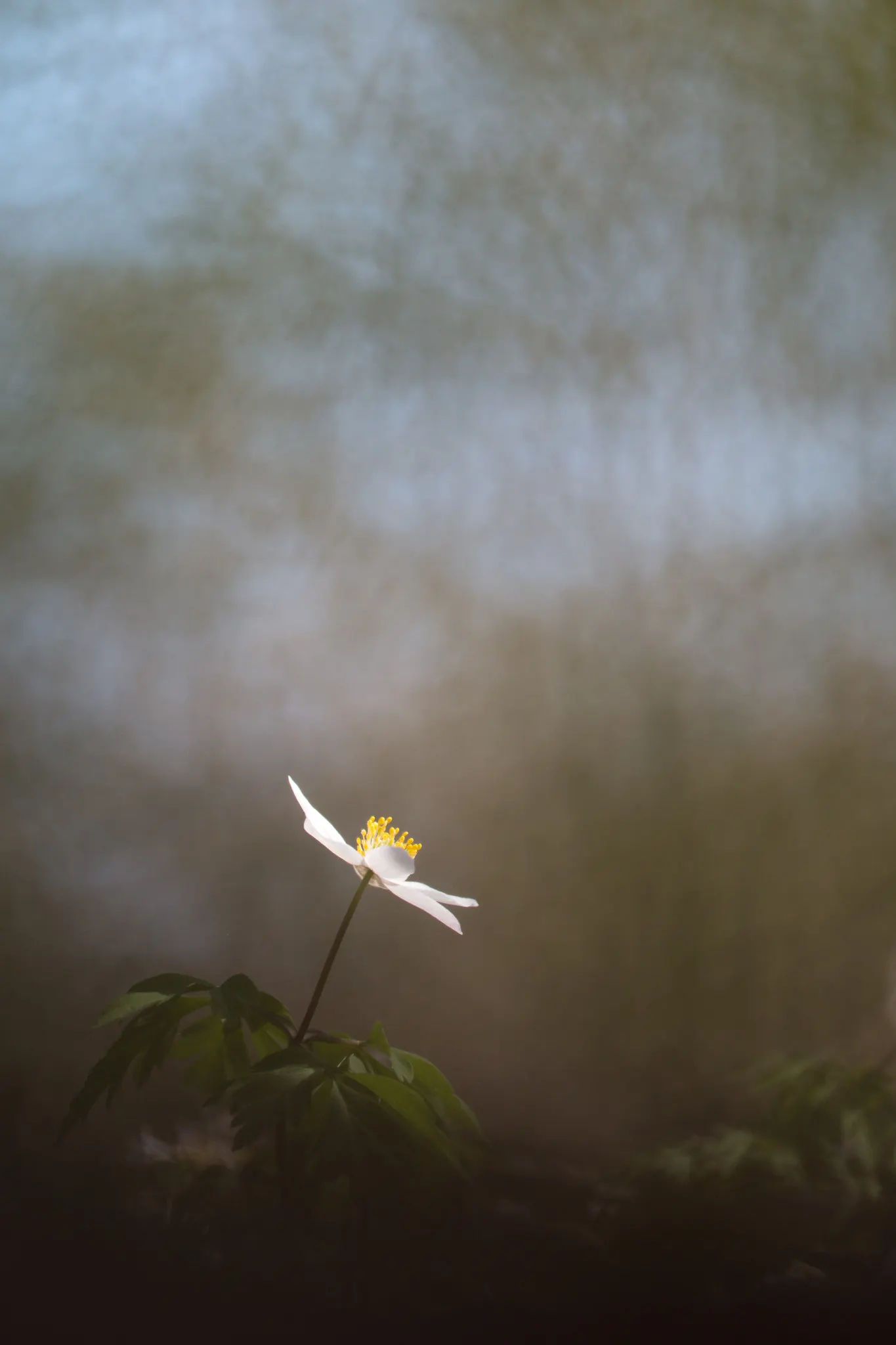 Wood Anemone (Anemone Nemorosa) — This perennial grows to about 4-8 inches in height, spreading via rhizomes to form a carpet of foliage; each, image 80