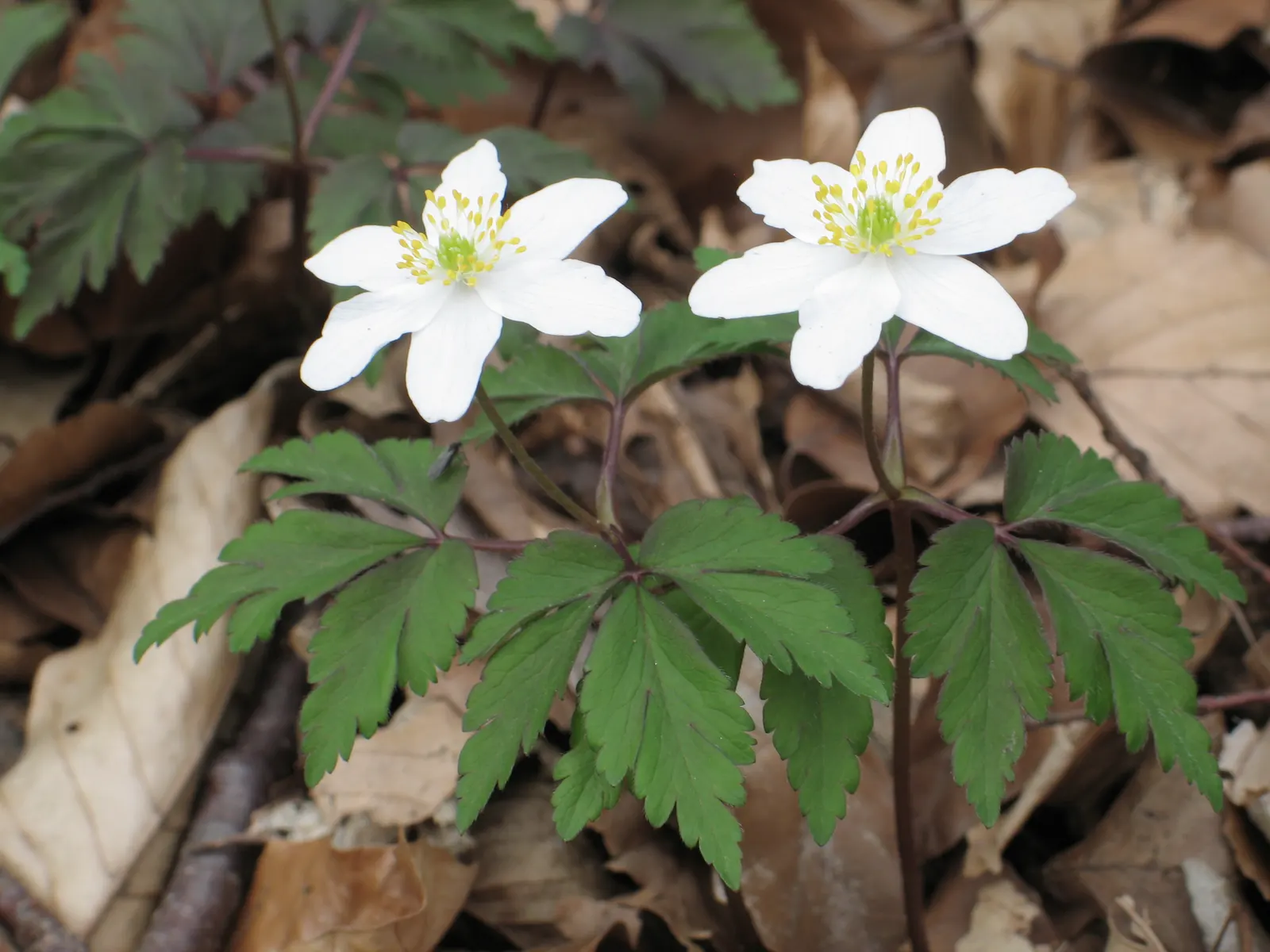 Wood Anemone (Anemone Nemorosa) — forming impressive drifts; ground cover / perennial for full or half or shade, image 123