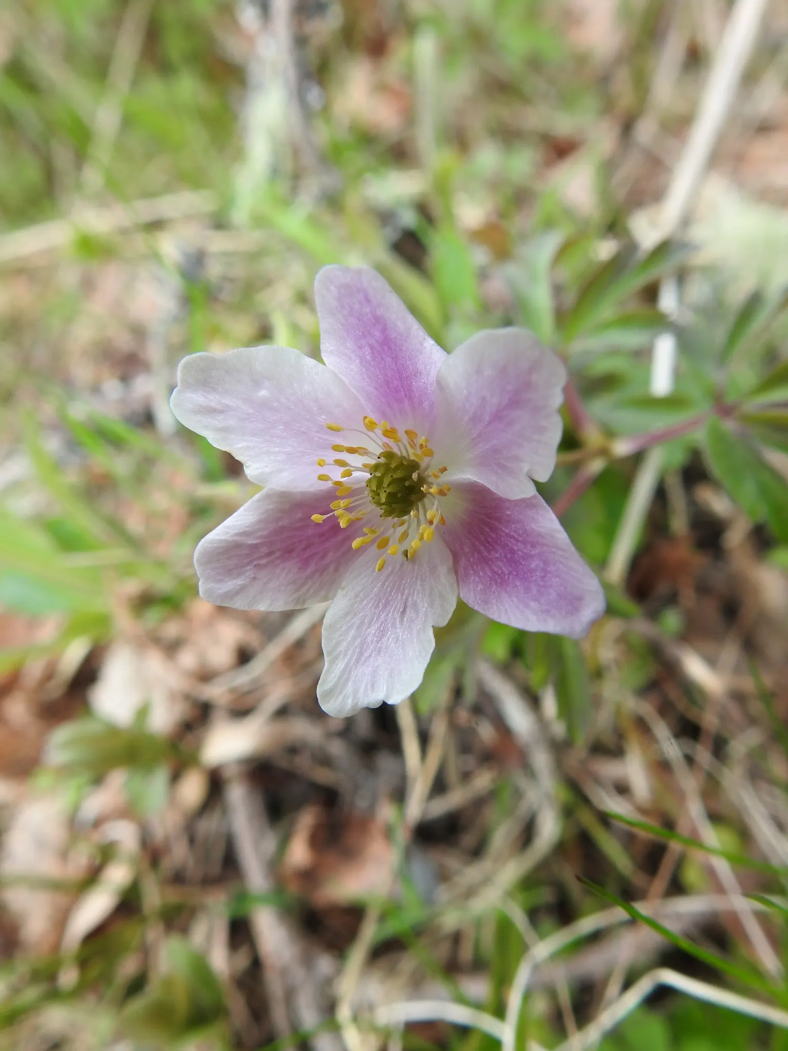 Wood Anemone (Anemone Nemorosa) — expect a flush of starry blooms; humus-rich soil that emulates the leaf-litter found in its natural forest floor, image 62