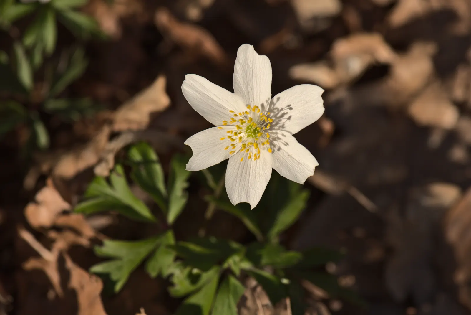 Wood Anemone (Anemone Nemorosa) — Adequate moisture is essential during growth periods; often with a hint of blue or pink on the reverse, image 173