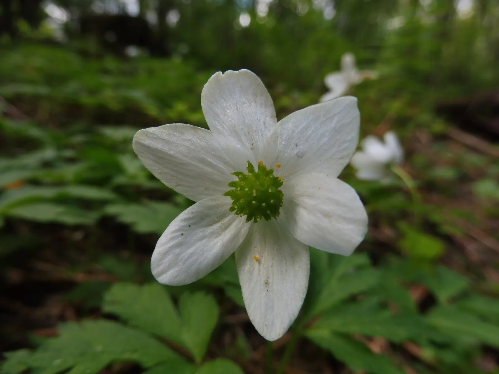 Wood Anemone (Anemone Nemorosa) — surrounding a central cluster of yellow stamens.<br><br>Preferring dappled sunlight; expect a flush of starry, image 143