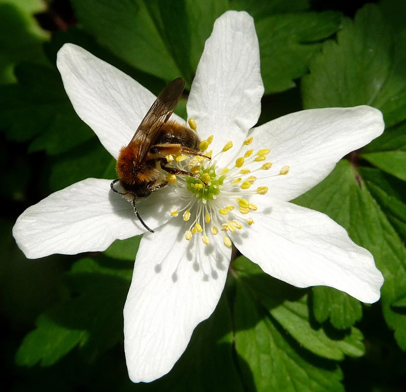 Wood Anemone (Anemone Nemorosa) — the plant will go dormant; anemone nemorosa requires well-draining, image 99