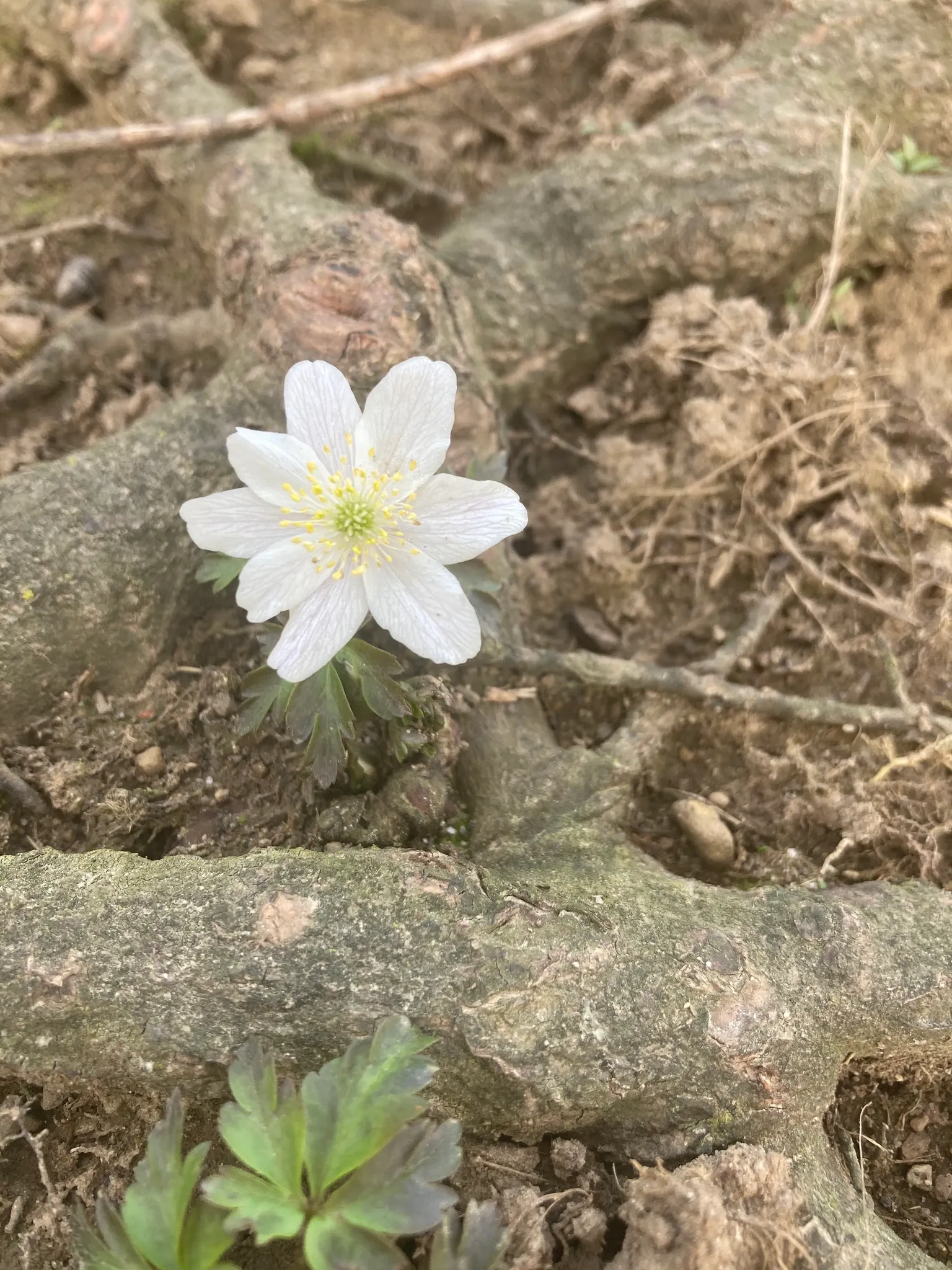 Wood Anemone (Anemone Nemorosa) — botanically known as Anemone nemorosa; surrounding a central cluster of yellow stamens.<br><br>Preferring dappled, image 58
