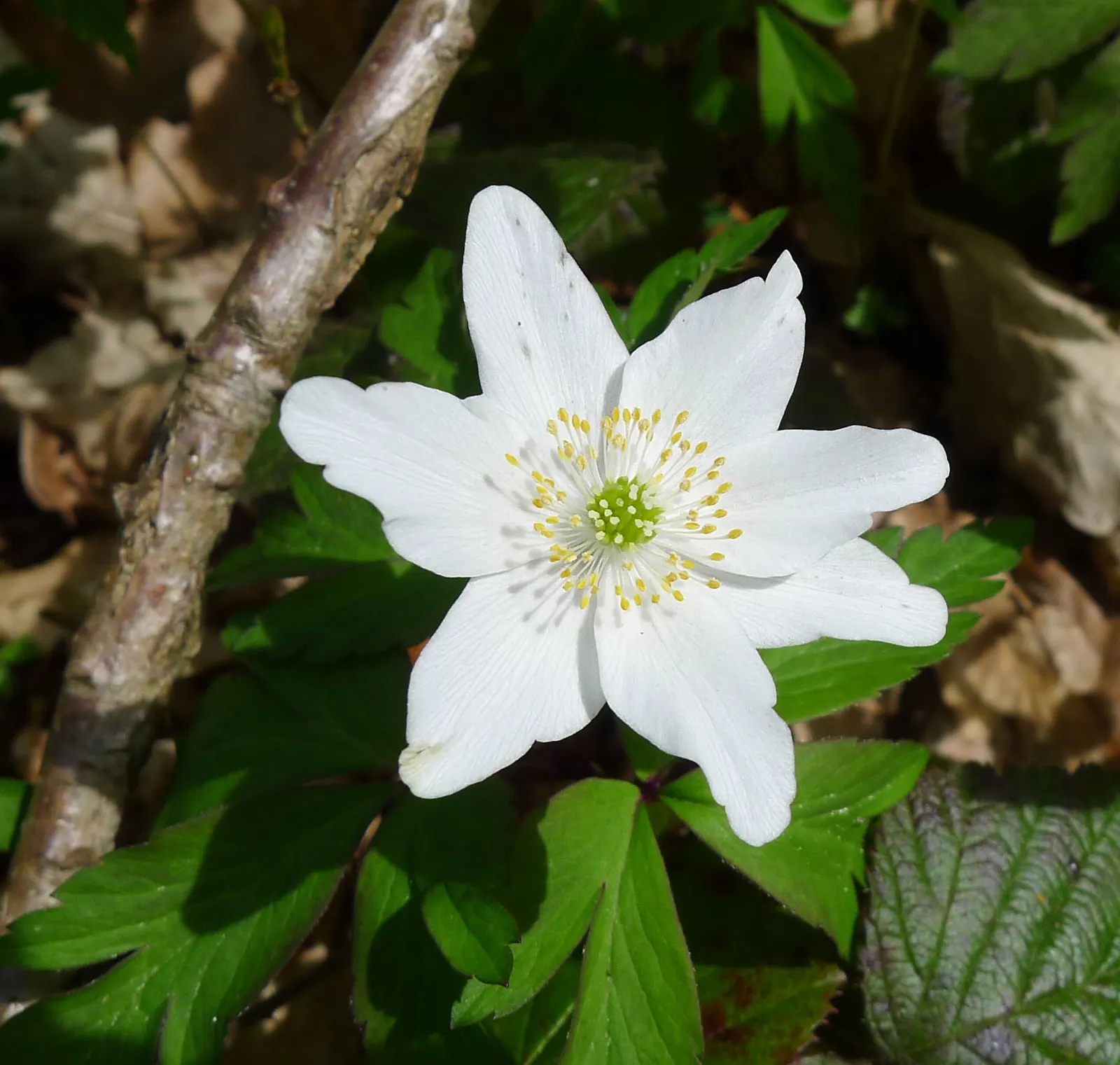 Wood Anemone (Anemone Nemorosa) — consider their ability to naturalize over time; forming impressive drifts, image 70