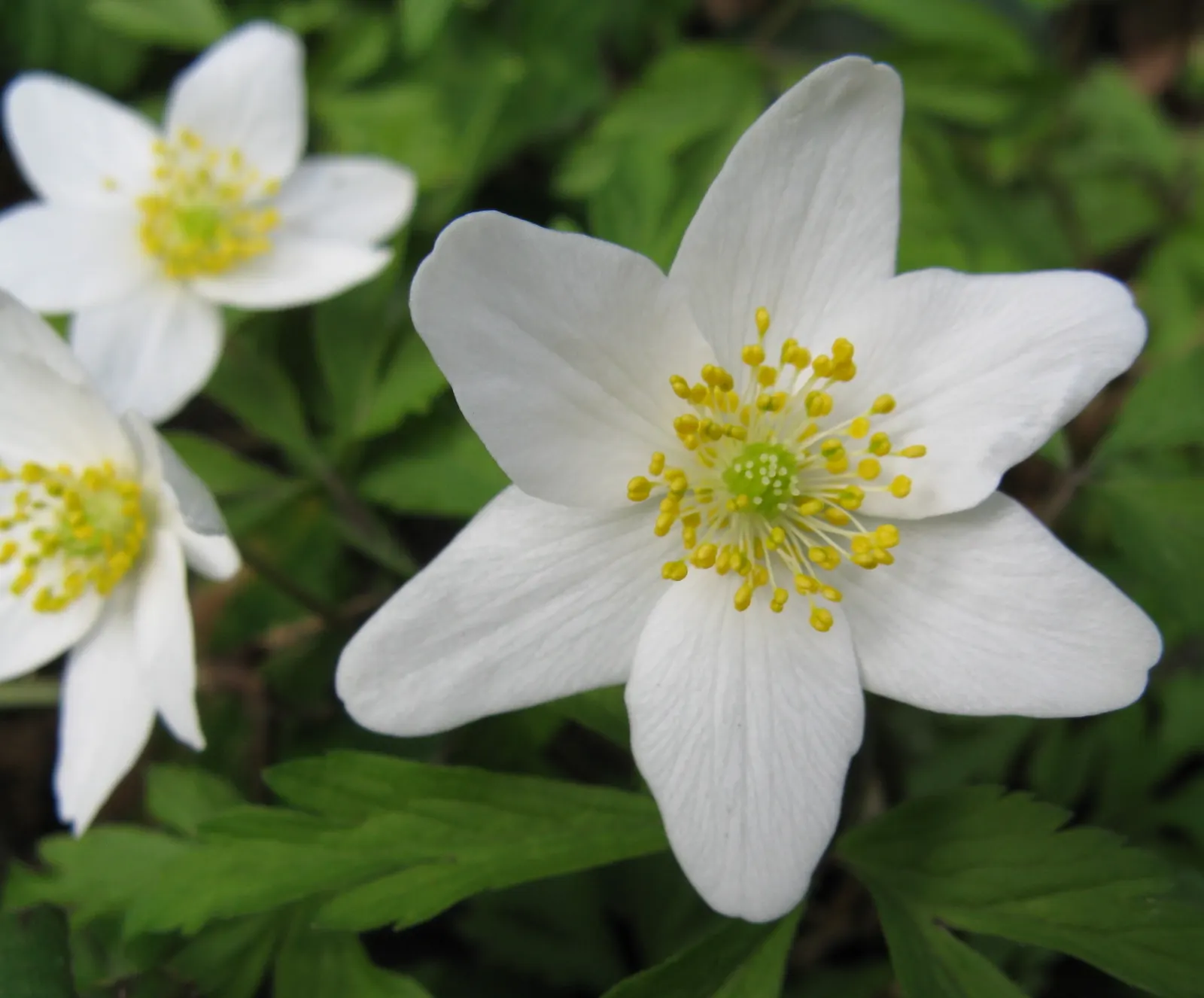 Wood Anemone (Anemone Nemorosa) — consider their ability to naturalize over time; forming impressive drifts, image 174