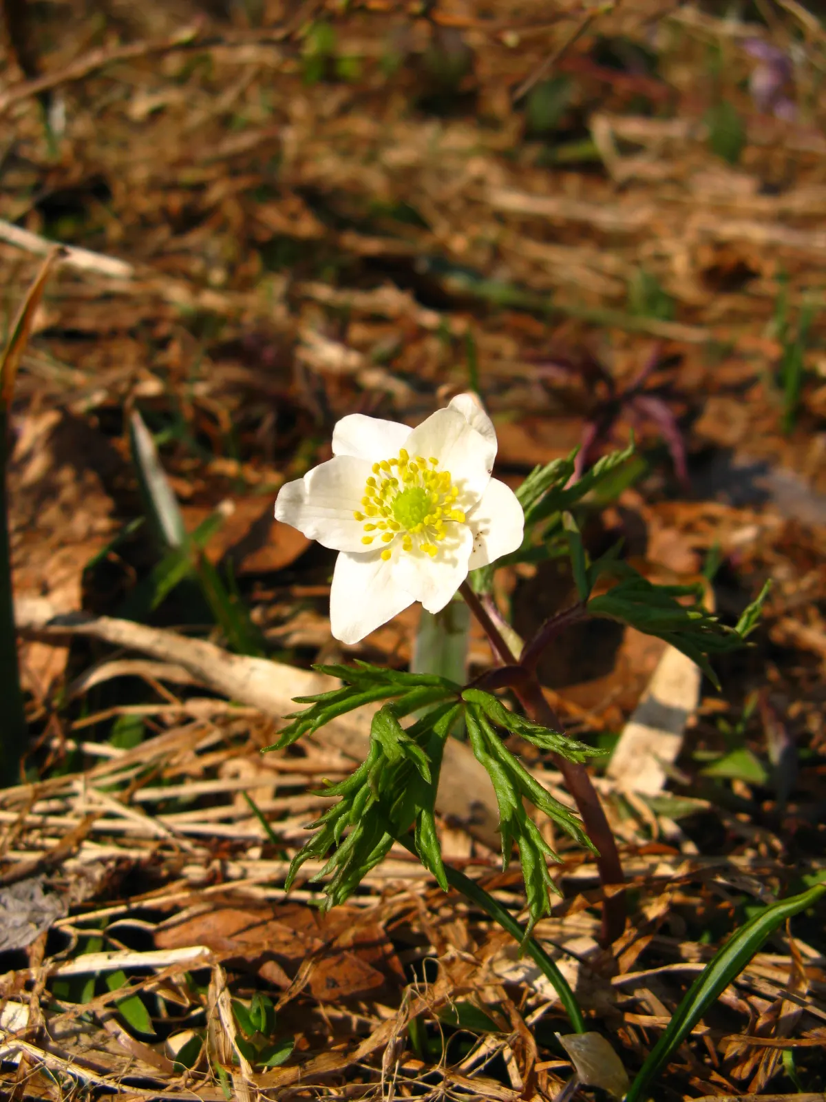 Wood Anemone (Anemone Nemorosa) — the plant will go dormant; anemone nemorosa requires well-draining