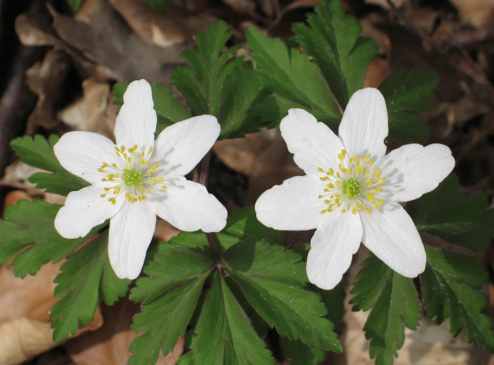 Wood Anemone (Anemone Nemorosa) — Part of the Ranunculaceae family; the Wood Anemone, or Anemone nemorosa, thrives in deciduous woodland settings, image 112