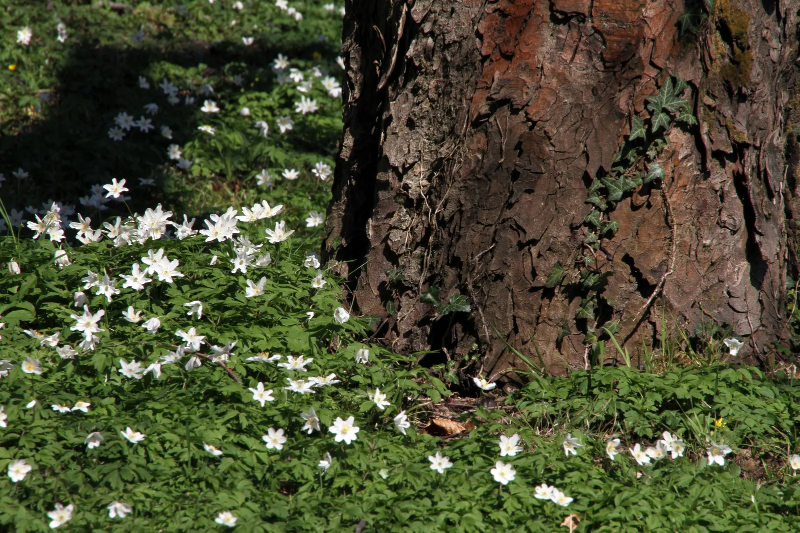 Wood Anemone (Anemone Nemorosa) — ground cover / perennial for full or half or shade