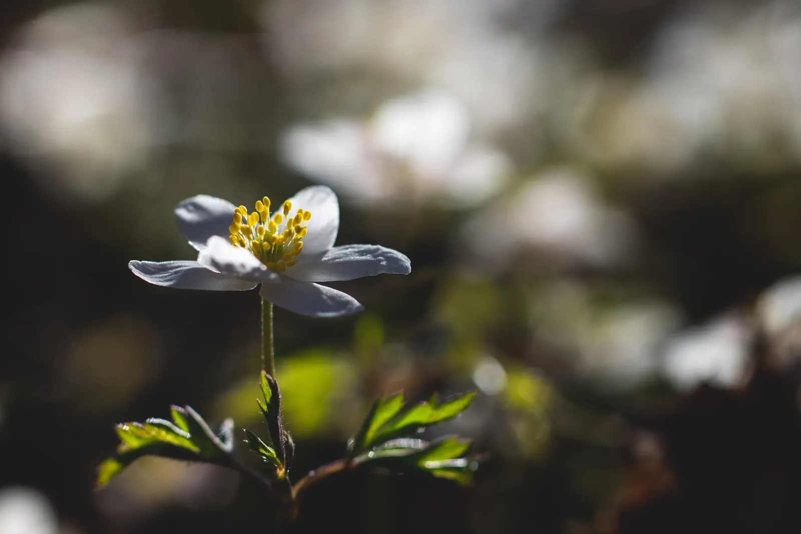 Wood Anemone (Anemone Nemorosa) — They partner beautifully with other shade-loving perennials such as ferns and hostas; is a captivating perennial, image 98