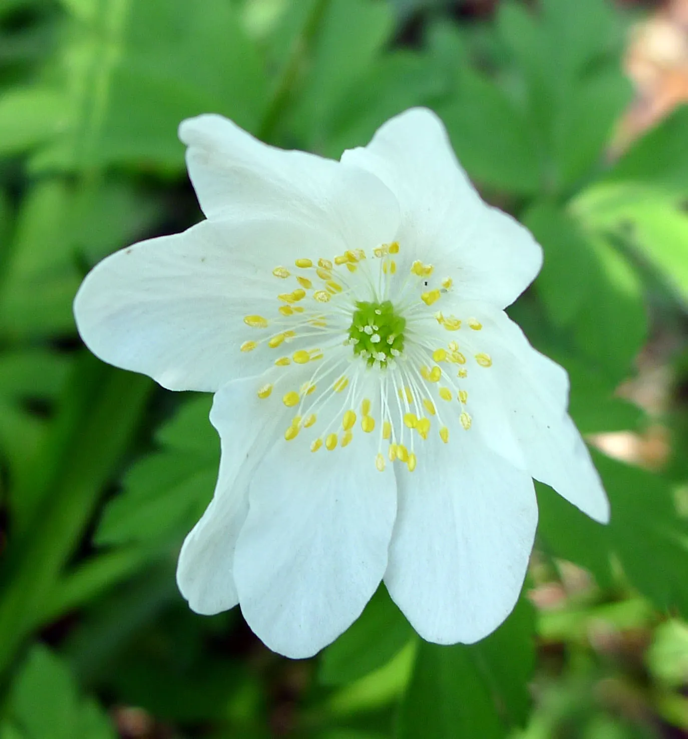 Wood Anemone (Anemone Nemorosa) — In early spring, its delicate white flowers, which may have a slight pink tint, typically span 1 inch across; consider their