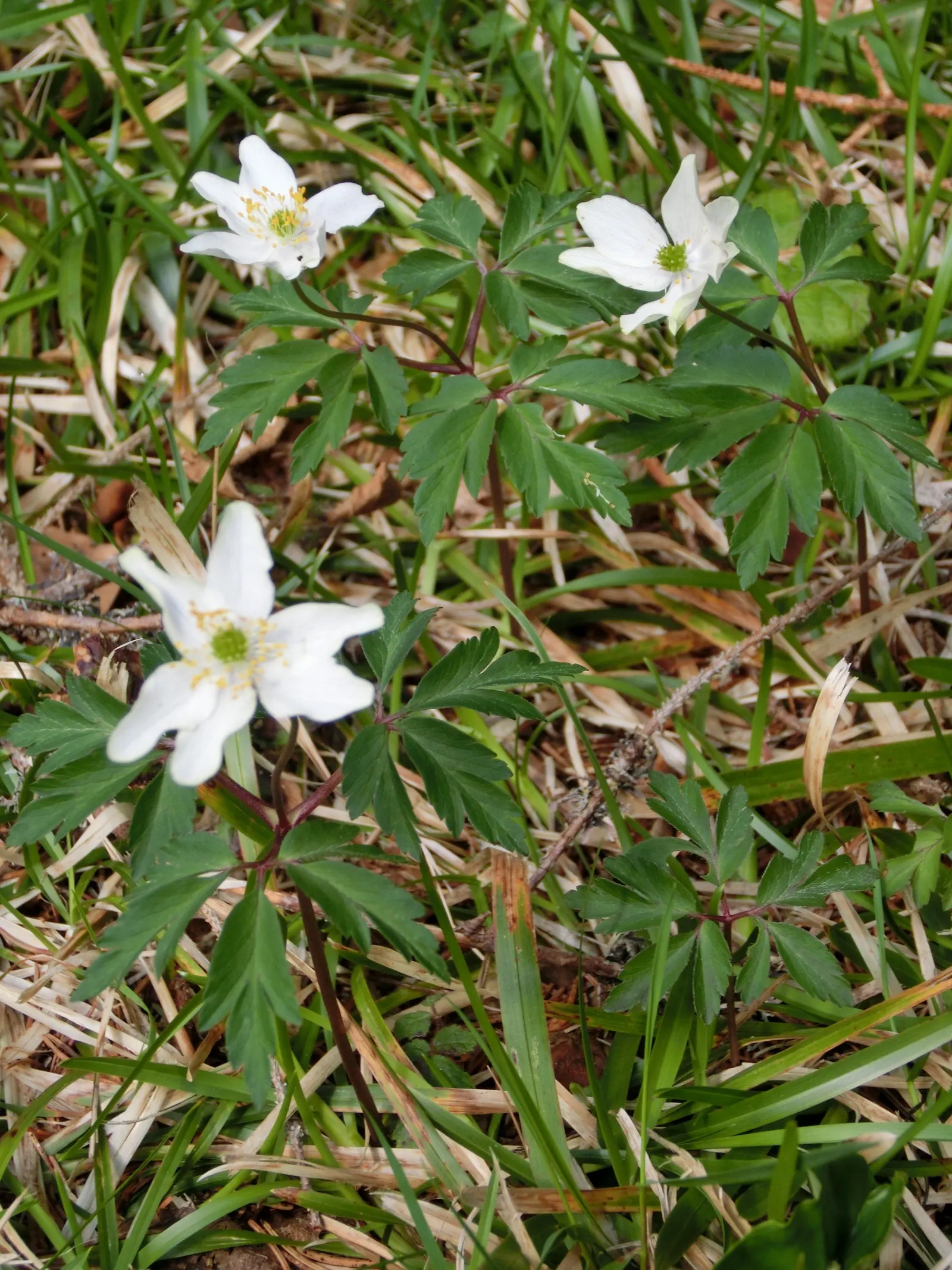 Wood Anemone (Anemone Nemorosa) — ground cover / perennial for full or half or shade; thus planning companion plantings that will sustain visual, image 104