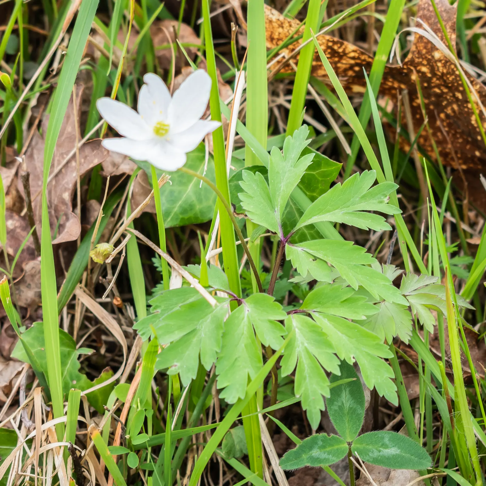 Wood Anemone (Anemone Nemorosa) — ground cover / perennial with blue and pink and white blooms; the ideal pH range for this plant is slightly, image 103