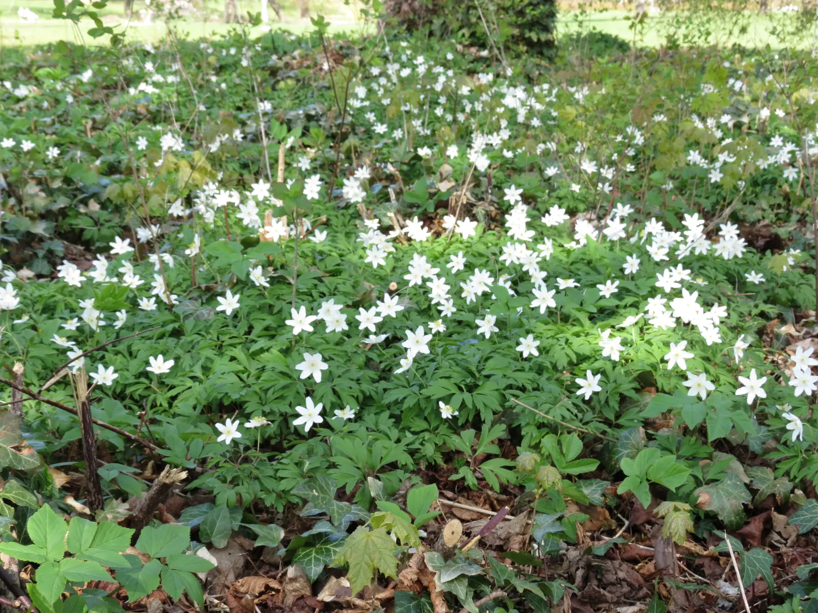 Wood Anemone (Anemone Nemorosa) — making it ideal for naturalizing in shaded garden spots or underplanting beneath trees; botanically known as, image 83