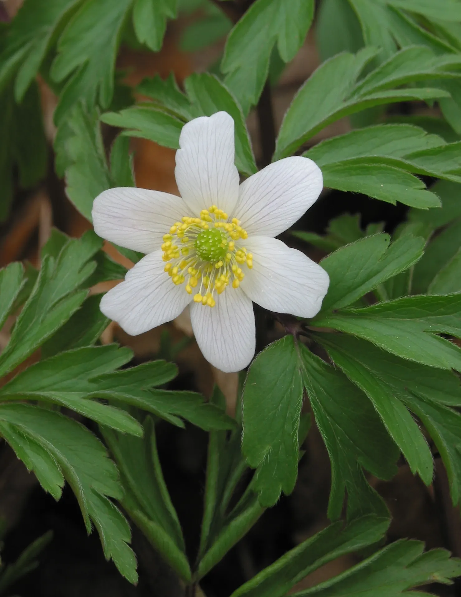 Wood Anemone (Anemone Nemorosa) — Adequate moisture is essential during growth periods; often with a hint of blue or pink on the reverse, image 147