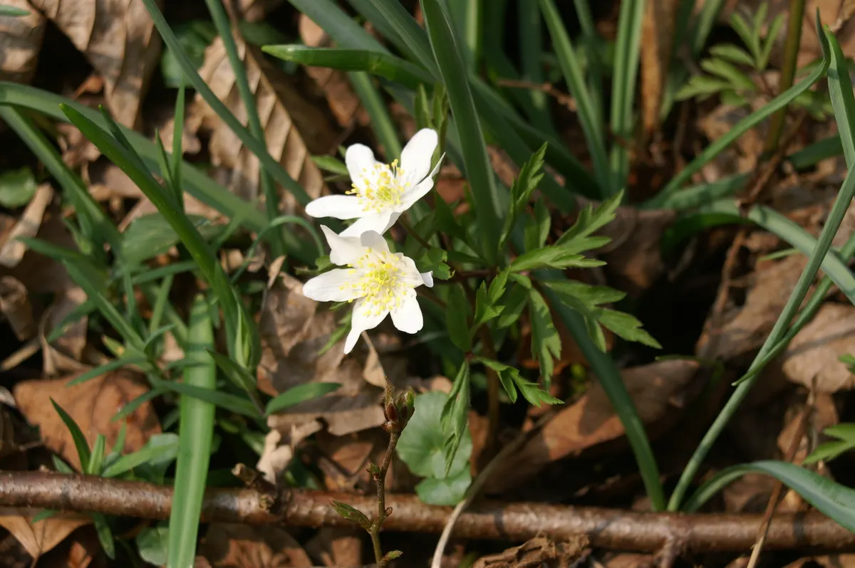 Wood Anemone (Anemone Nemorosa) — botanically known as Anemone nemorosa; surrounding a central cluster of yellow stamens.<br><br>Preferring dappled, image 162