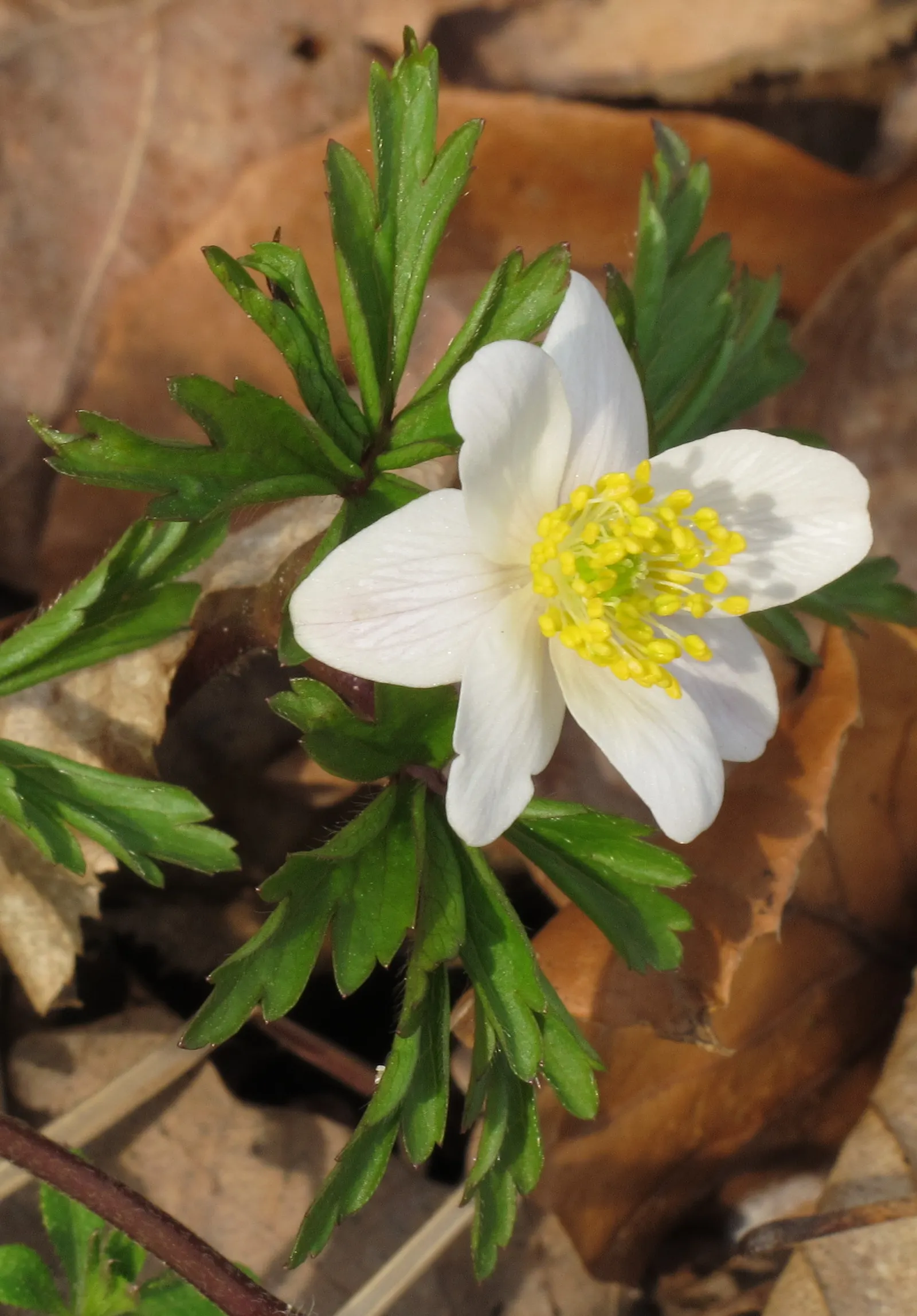 Wood Anemone (Anemone Nemorosa) — Part of the Ranunculaceae family; the Wood Anemone, or Anemone nemorosa, thrives in deciduous woodland settings, image 138