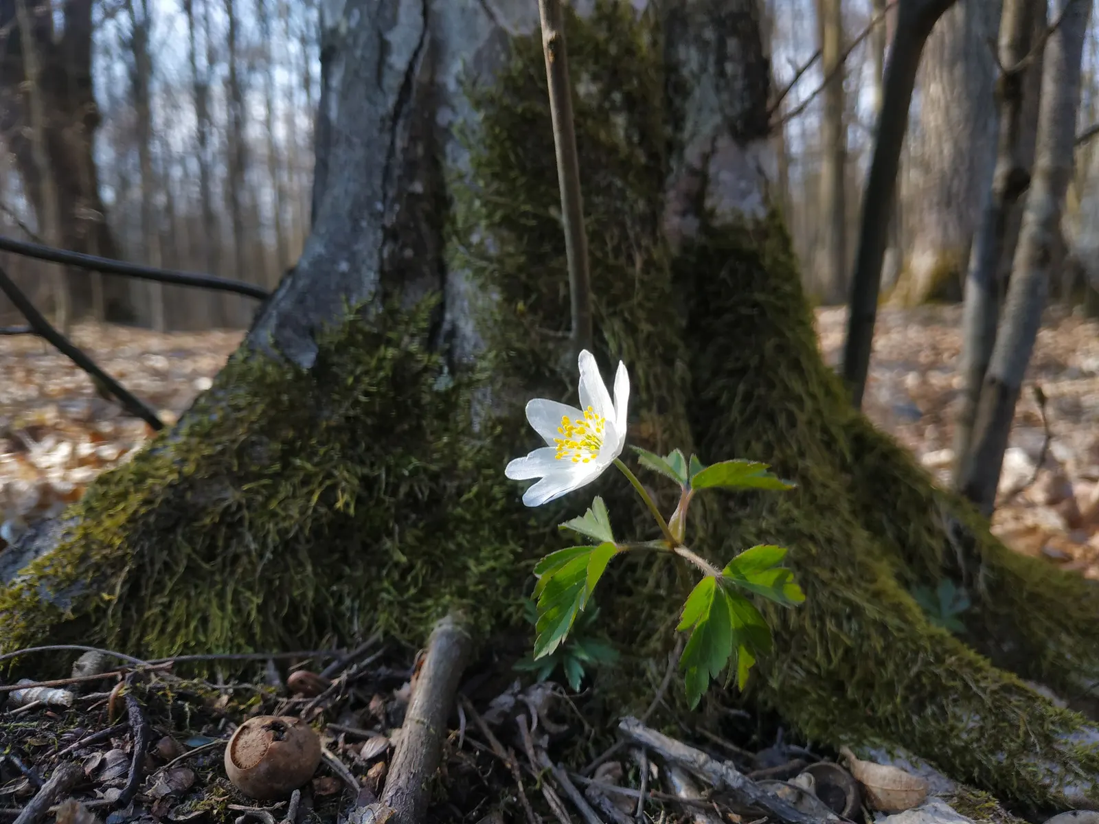 Wood Anemone (Anemone Nemorosa) — forming impressive drifts; ground cover / perennial for full or half or shade