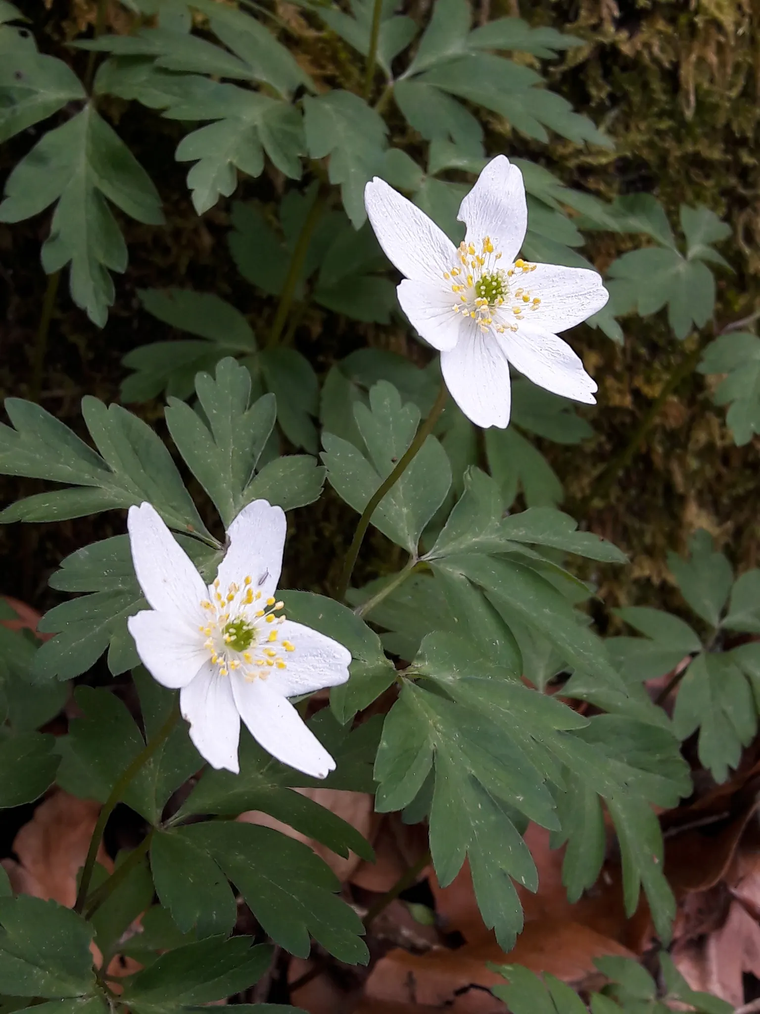 Wood Anemone (Anemone Nemorosa) — botanically known as Anemone nemorosa; surrounding a central cluster of yellow stamens.<br><br>Preferring dappled, image 136