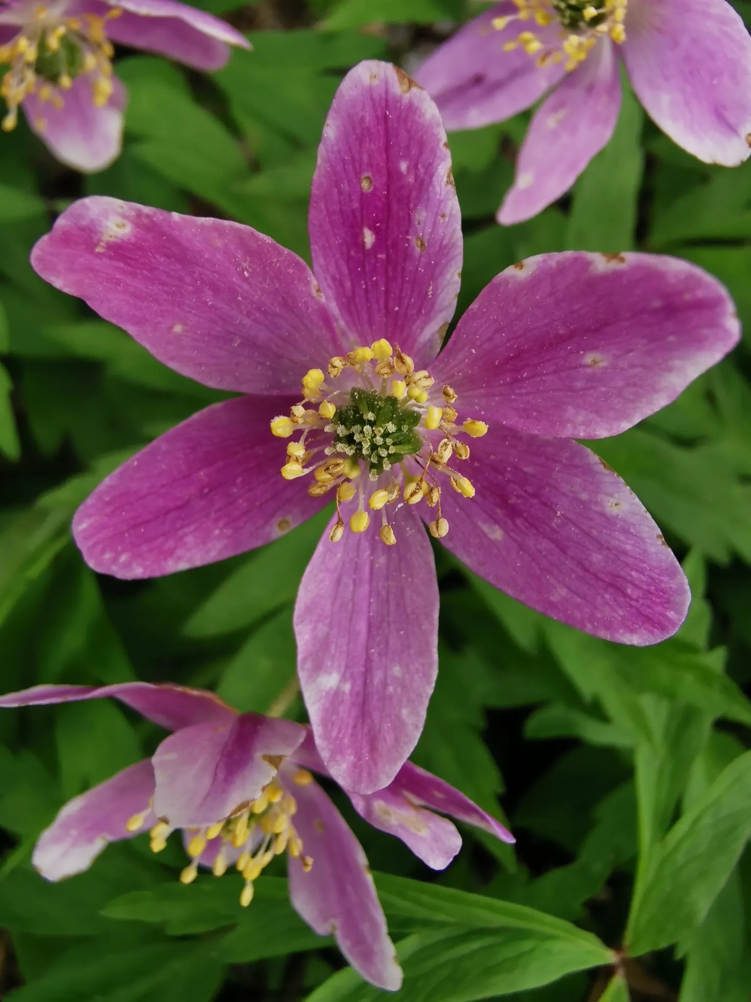 Wood Anemone (Anemone Nemorosa) — thus planning companion plantings that will sustain visual interest through the summer and fall is prudent; this perennial