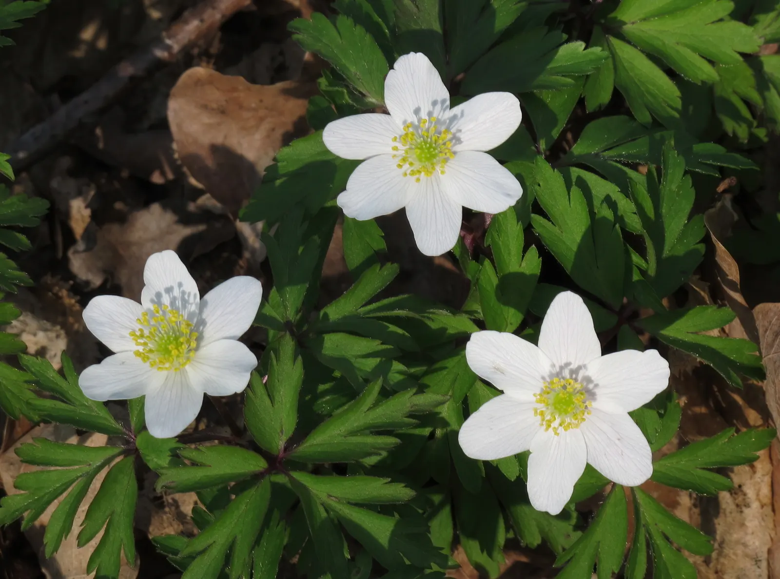 Wood Anemone (Anemone Nemorosa) — retreating underground until the following spring; the plant will go dormant, image 100