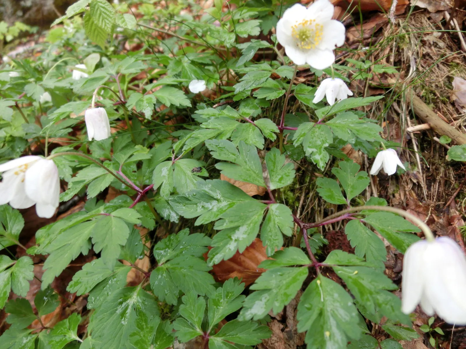 Wood Anemone (Anemone Nemorosa) — is a captivating perennial that brings a delicate beauty to any shade or woodland garden; they partner beautifully with other