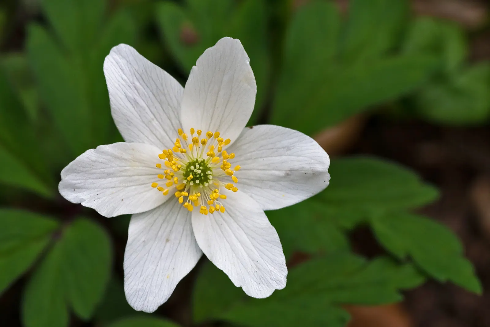 Wood Anemone (Anemone Nemorosa) — surrounding a central cluster of yellow stamens.<br><br>Preferring dappled sunlight; expect a flush of starry, image 169