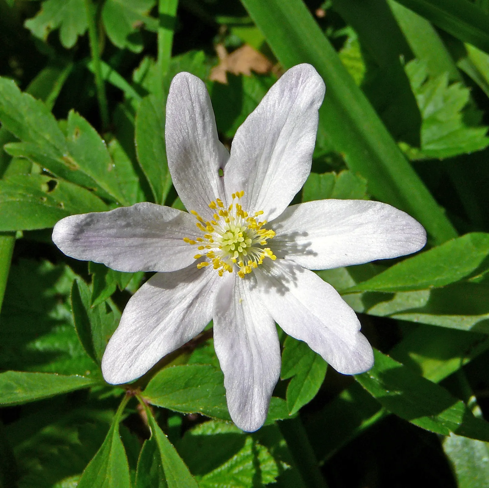 Wood Anemone (Anemone Nemorosa) — often with a hint of blue or pink on the reverse; in early spring, its delicate white flowers, which may have a, image 90